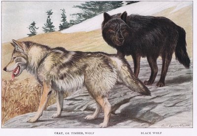 Grey or Timber Wolf by Louis Agassiz Fuertes